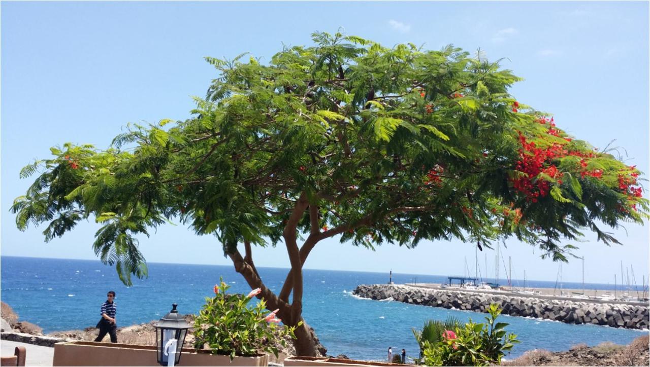 330 - Edf Aguamarina - Vacation Rental Home In The Coast Line Of Golf Del Sur 산미겔데아보나 외부 사진